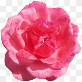 Hybrid Tea Rose, HD Png Download - pink flower png