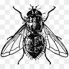 House Fly Drawing, HD Png Download - fly png
