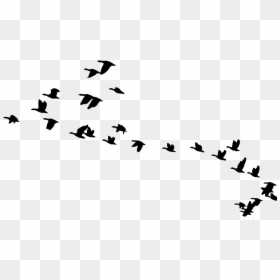 Birds Flying Png, Transparent Png - fly png