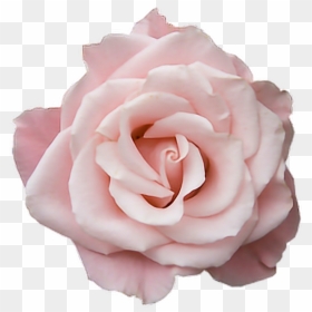 Pastel Pink Roses Transparent, HD Png Download - pink flower png
