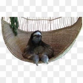 Thug Life Sloth Gif, HD Png Download - sloth png