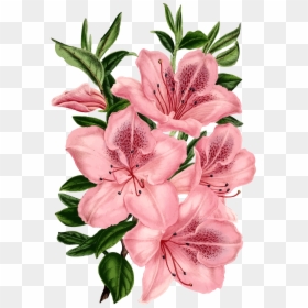 Mj Astro Ost, HD Png Download - pink flower png