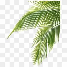 Palm Tree Leaves Png, Transparent Png - palm png