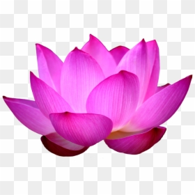 Lotus Flower Png, Transparent Png - lotus png