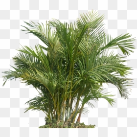 Tropical Plants Transparent, HD Png Download - palm png