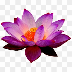 Purple Lotus Flower Png, Transparent Png - lotus png