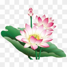 Lotus Png, Transparent Png - lotus png