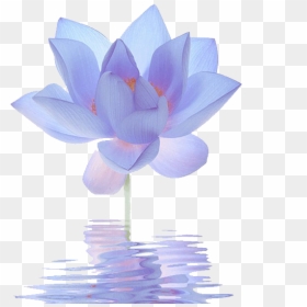 Closed Blue Lotus Flower, HD Png Download - lotus png