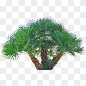 Mediterranean Fan Palm Png, Transparent Png - palm png