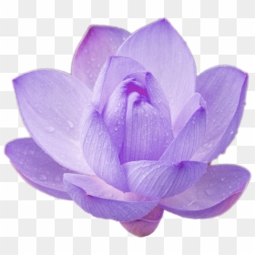 Transparent Purple Lotus Flowers, HD Png Download - lotus png