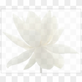 Echeveria, HD Png Download - lotus png