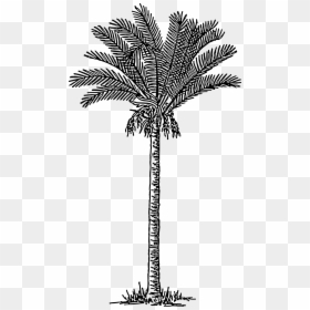 Date Palm Tree Drawing, HD Png Download - palm png