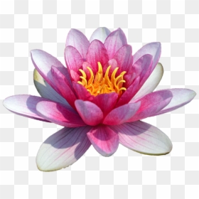 Water Lily Png Transparent, Png Download - lotus png