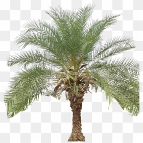 Pygmy Date Palm, HD Png Download - palm png