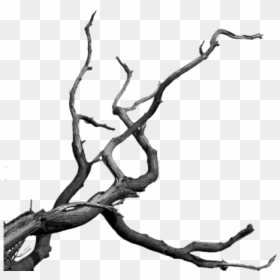 Bare Tree Branch Png, Transparent Png - tree branch png