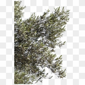 Olive Tree Branches Png, Transparent Png - tree branch png