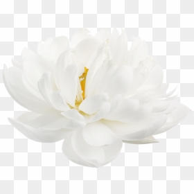 White Lotus Flower Png, Transparent Png - lotus flower png