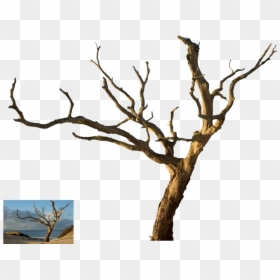 Dead Tree Hd Png, Transparent Png - tree branch png