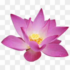 Lotus Flower Transparent Background, HD Png Download - lotus flower png