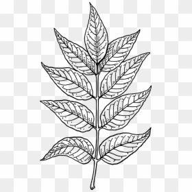 Neem Tree Leaf Drawing, HD Png Download - tree branch png