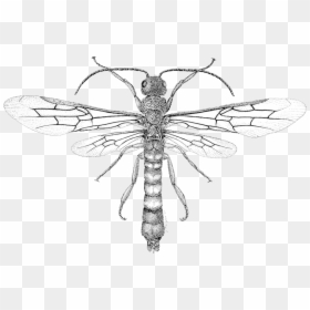 Drawings Of Bugs And Insects, HD Png Download - tattoos png
