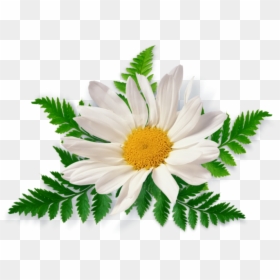 Chamomile Png, Transparent Png - png format images of flowers