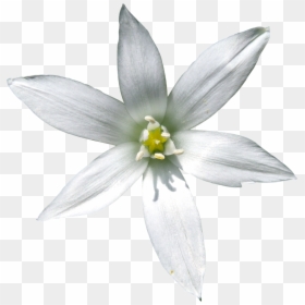 Star Of Bethlehem Png, Transparent Png - png format images of flowers