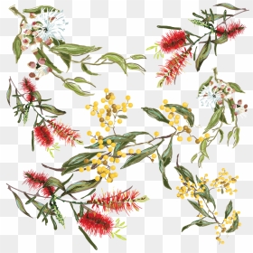 Transparent Australian Flowers Png, Png Download - png format images of flowers