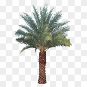 Palm Tree Transparent Images - Date Palm, HD Png Download - palm tree .png