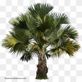 Palm Png Trees, Transparent Png - palm tree .png