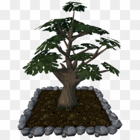 Sageretia Theezans, HD Png Download - palm tree .png