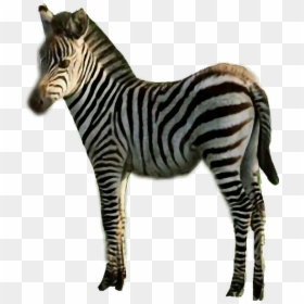 #sticker #zebra #stripes #black & White #animal #freetoedit - Quagga, HD Png Download - zebra stripes png