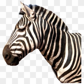 #zebra #animal #stripes - Instagram, HD Png Download - zebra stripes png