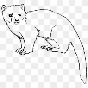 Collection Of Free Weasel Drawing Download On Ui Ex - Weasel Drawing, HD Png Download - weasel png