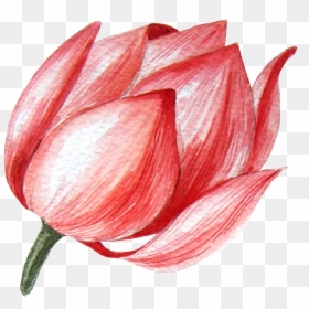Lotus Flower Transparent Png This Graphics - Sprenger's Tulip, Png Download - lotus flower graphic png