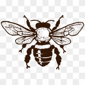 Bee Black And White Png, Transparent Png - honeybee png