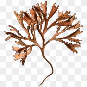 Botany,plant,flower - Irish Moss Png, Transparent Png - seaweed clipart png