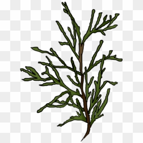Cornfield Drawing Tree - White Cedar, HD Png Download - seaweed clipart png