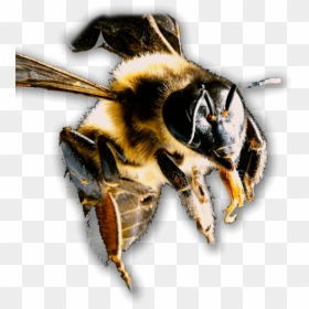 Transparent Bees Png - Honeybee, Png Download - honeybee png