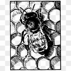Honeybee On Comb Clip Arts, HD Png Download - honeybee png