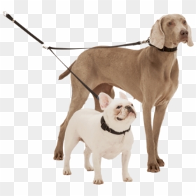 Png Dog For Picsart, Transparent Png - walking dog png