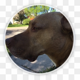 Vizsla, HD Png Download - walking dog png