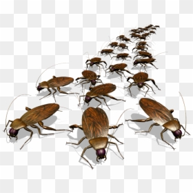 Roach Drawing - Photos - Cockroach Pathfinder, HD Png Download - dead animal png