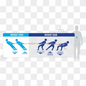 Physiological Effects Of Obesity, HD Png Download - tug of war png