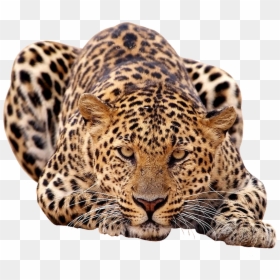 Leopard Clipart Amur Leopard - Amur Leopard Transparent Background, HD Png Download - jumping tiger png