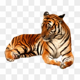 Tiger Png, Transparent Png - jumping tiger png