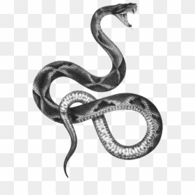 The Snakes Of Australia Tattoo Artist Black And Gray, HD Png Download - snake tattoo png