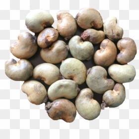 Original Raw Cashew Nuts For Sale - Raw Cashew Nuts Png, Transparent Png - cashews png