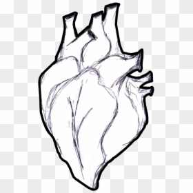 Real At Getdrawings Com - Heart Anatomical Png Sketch, Transparent Png - black heart outline png