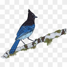 Steller S Jay, HD Png Download - jay park png